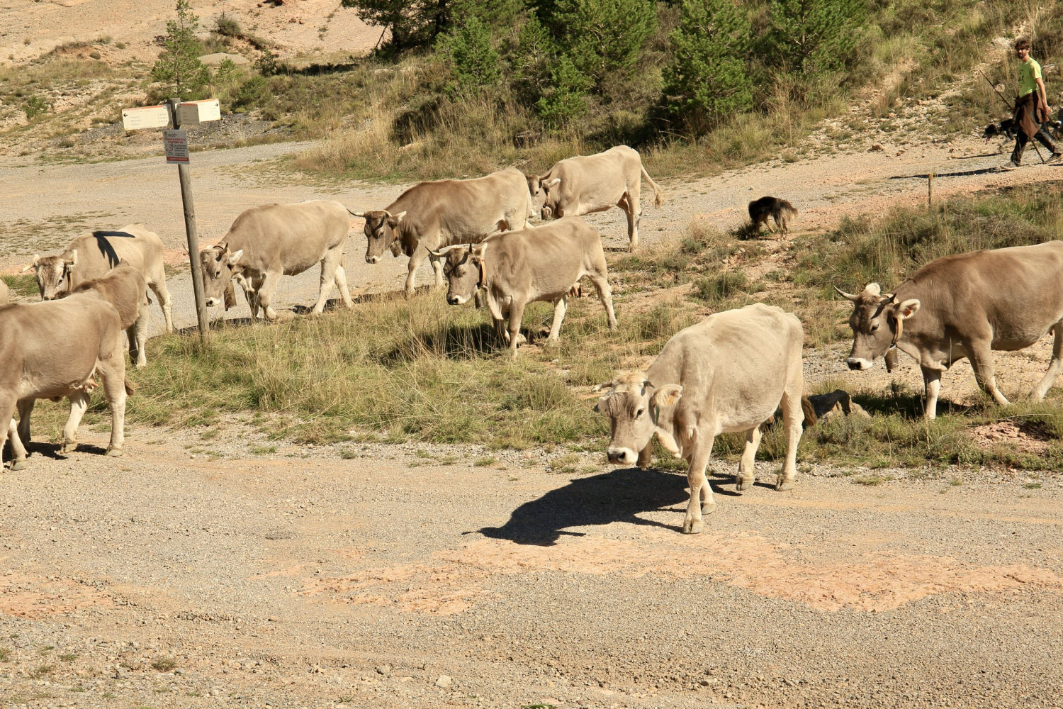 Vacas conducidas por el pastor.