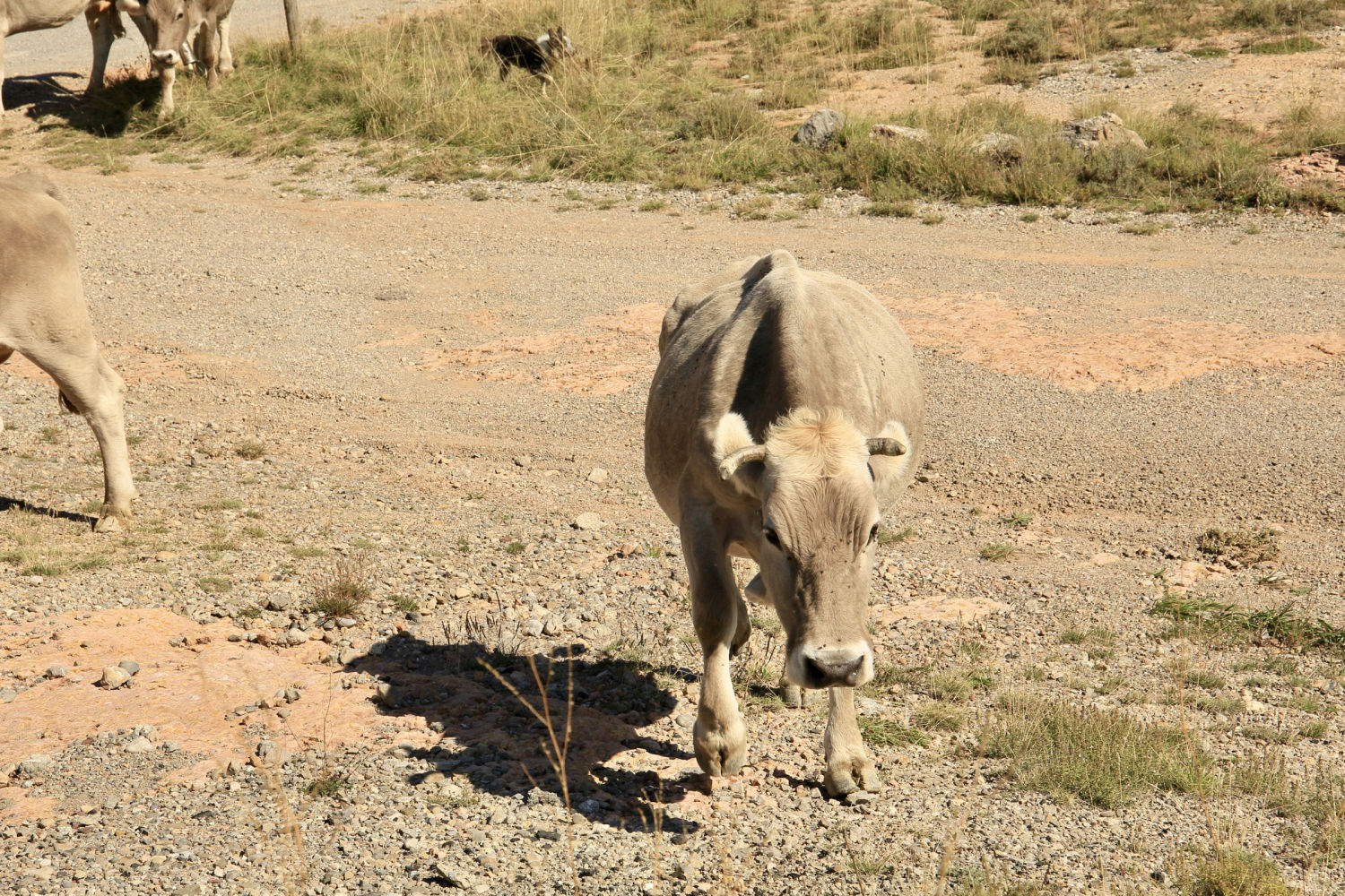 Vaca ante la cámara.