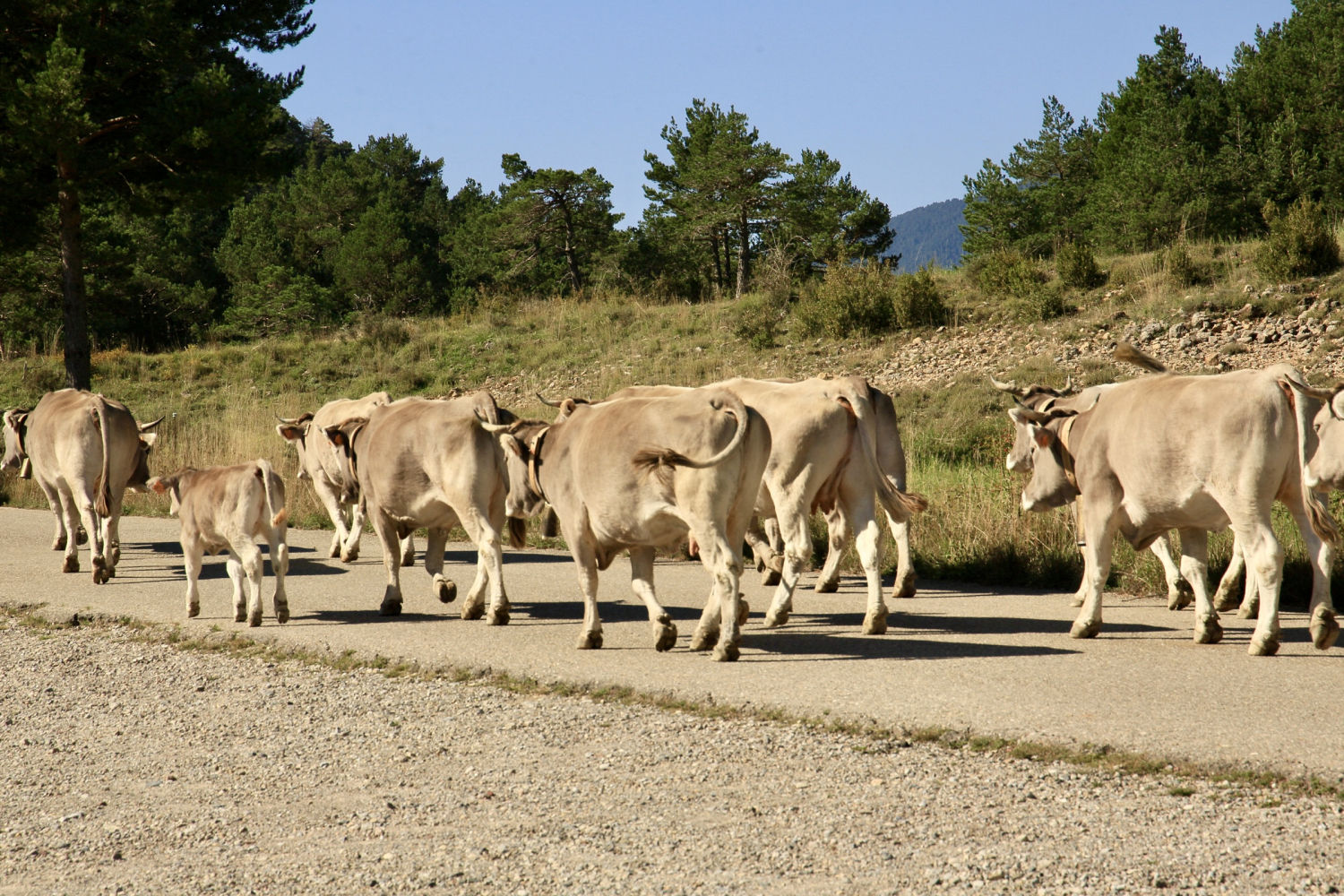 La trashumancia en Saldes.