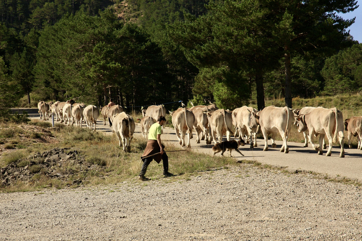 El pastor y su perro conducen el ganado.