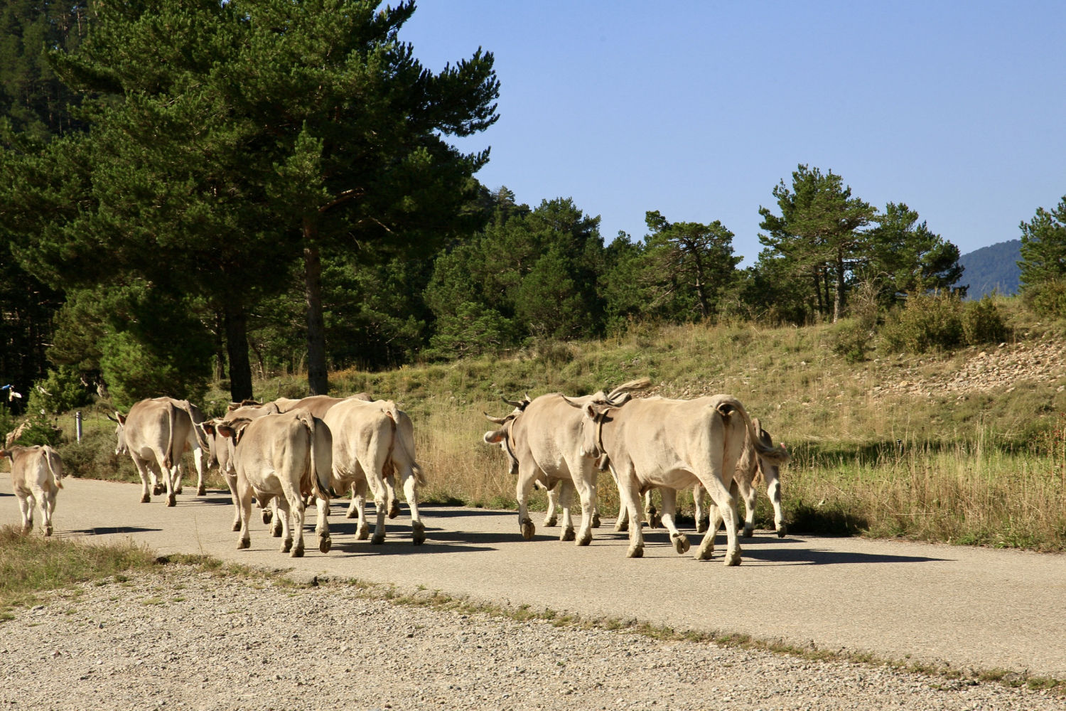 Vacas en el camino de la trashumancia.