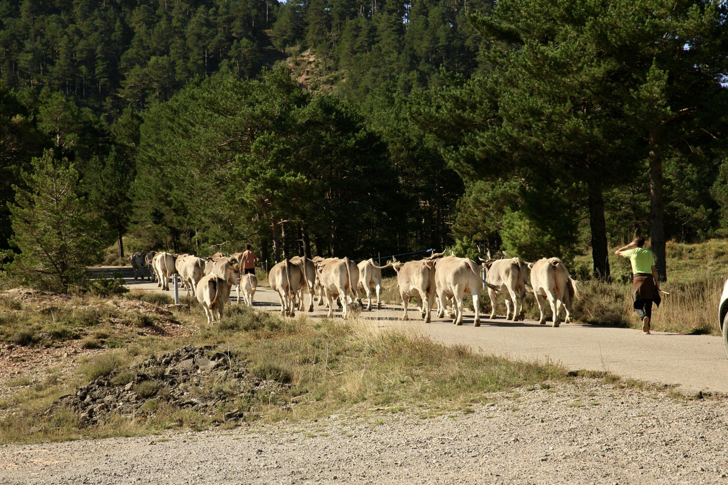 Vacas siguiendo la ruta de la trashumancia en Saldes.