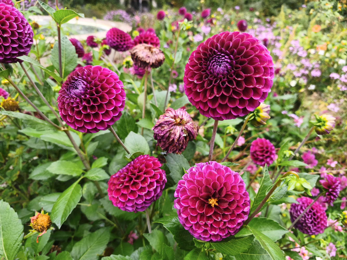 Dalias en los Campos Elíseos.