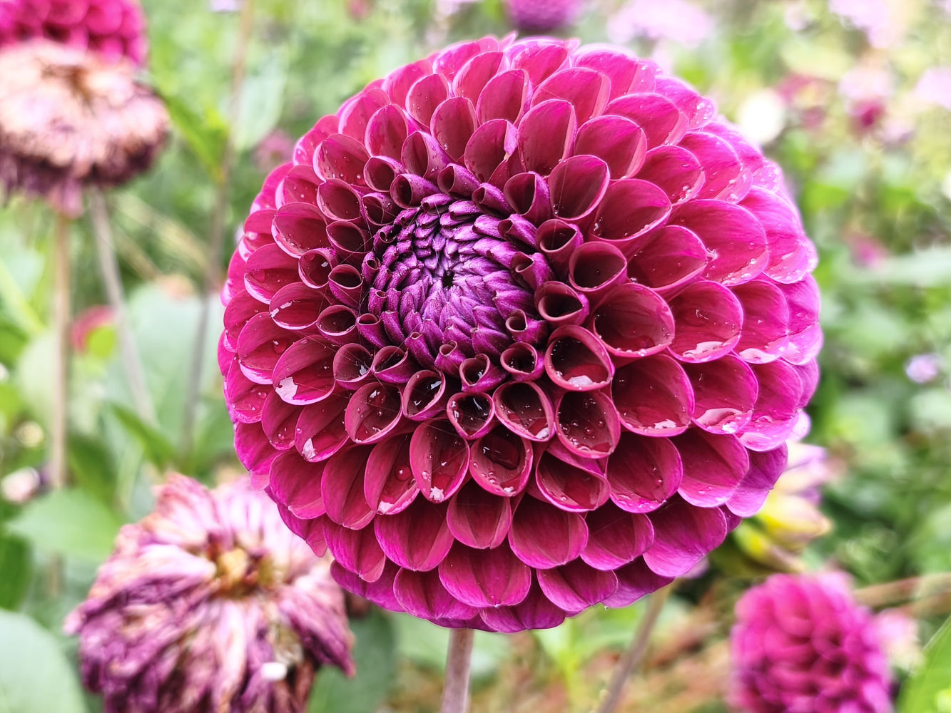 Detalle de una dalia en los Campos Elíseos.