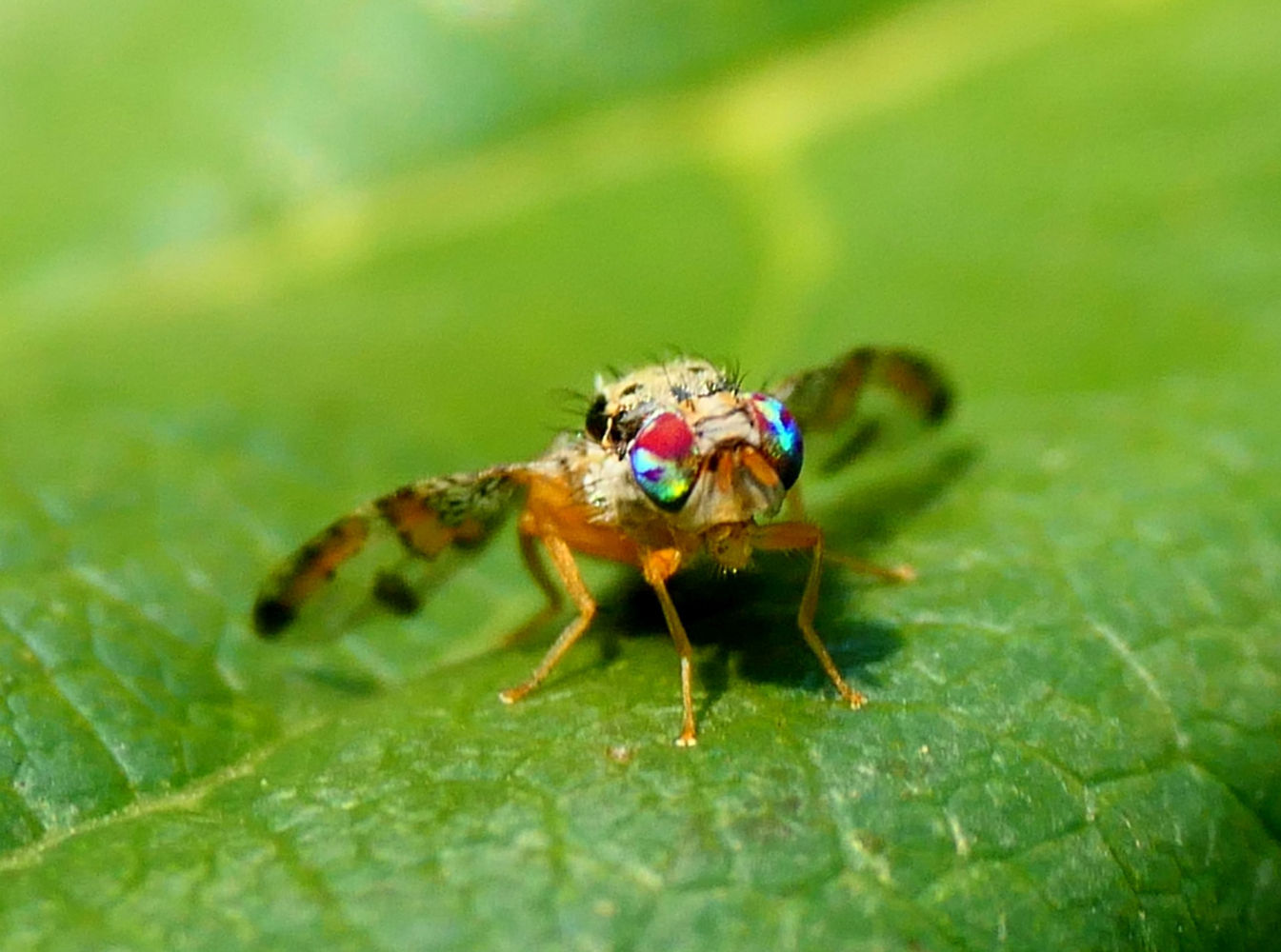 La mirada de la mosca de la fruta.