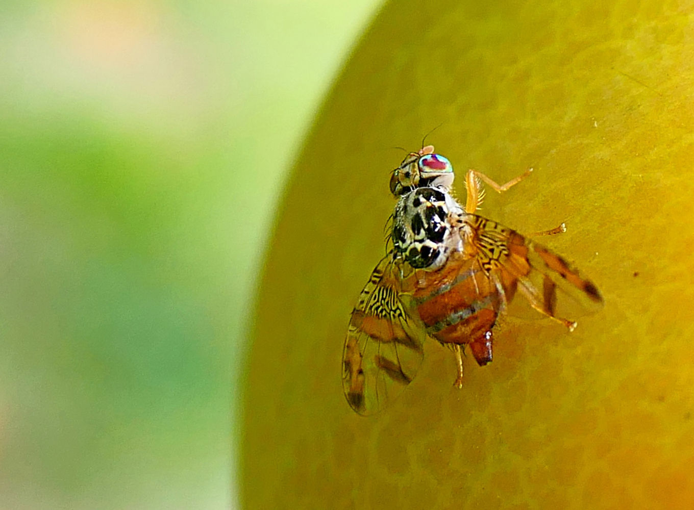 La bella mosca de la fruta.