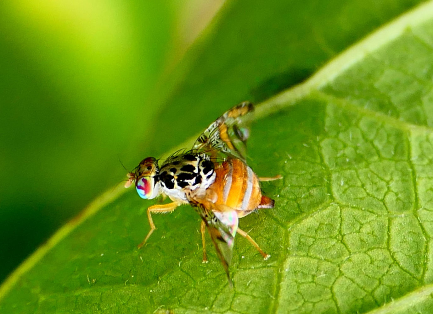 El exótico colorido de la mosca de la fruta.