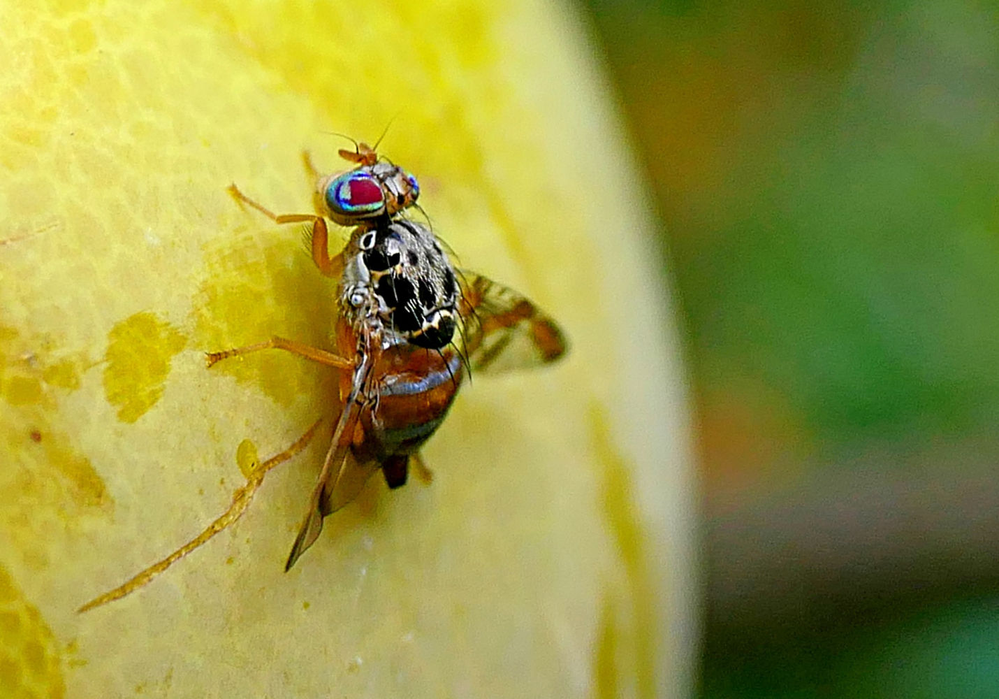 Mosca de la fruta.