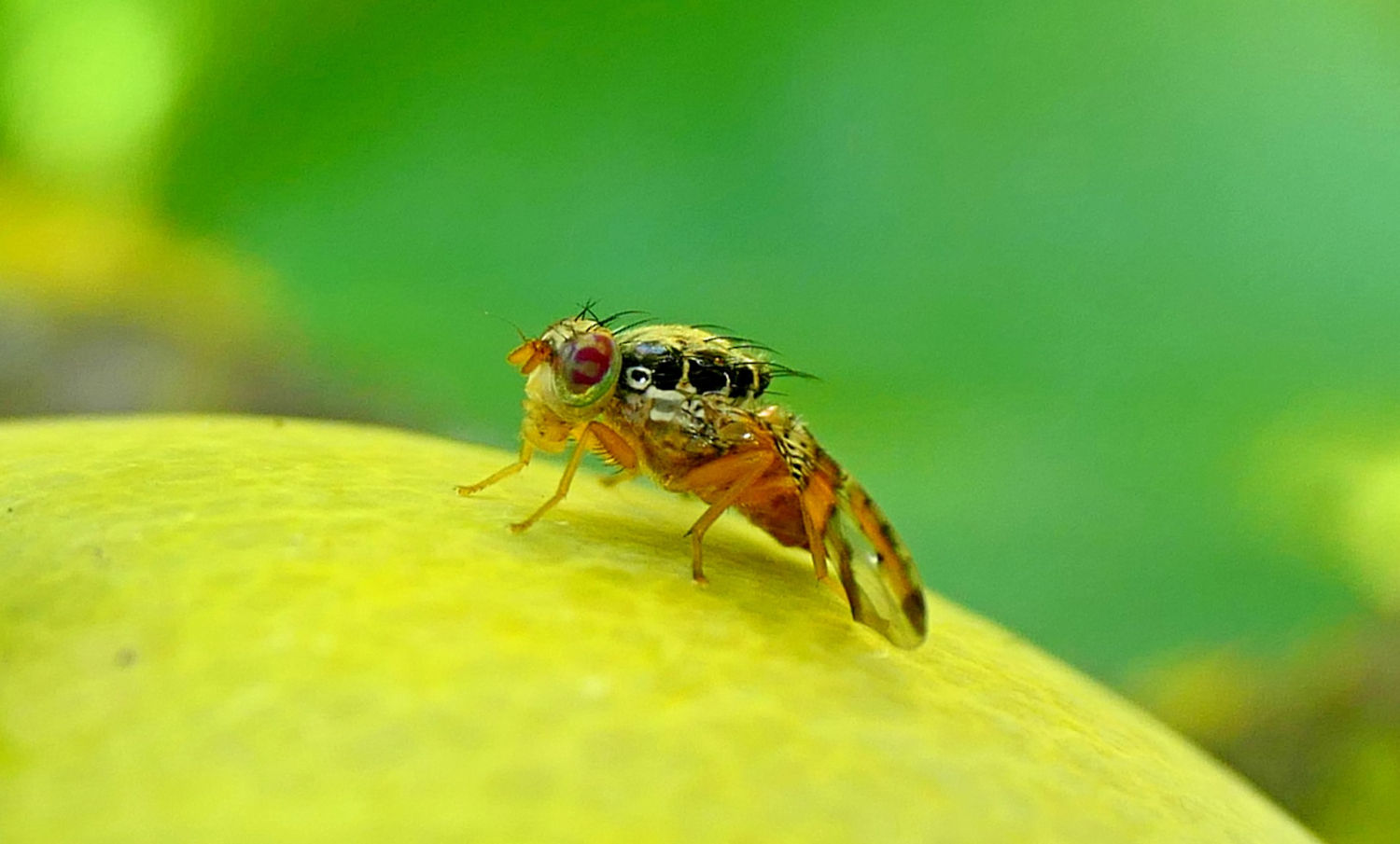 Mosca de la fruta posada en un caqui.