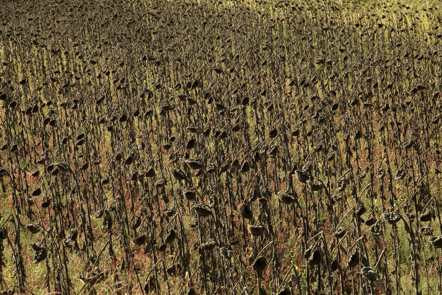 Campo de girasoles moribundos en Fontanilles.