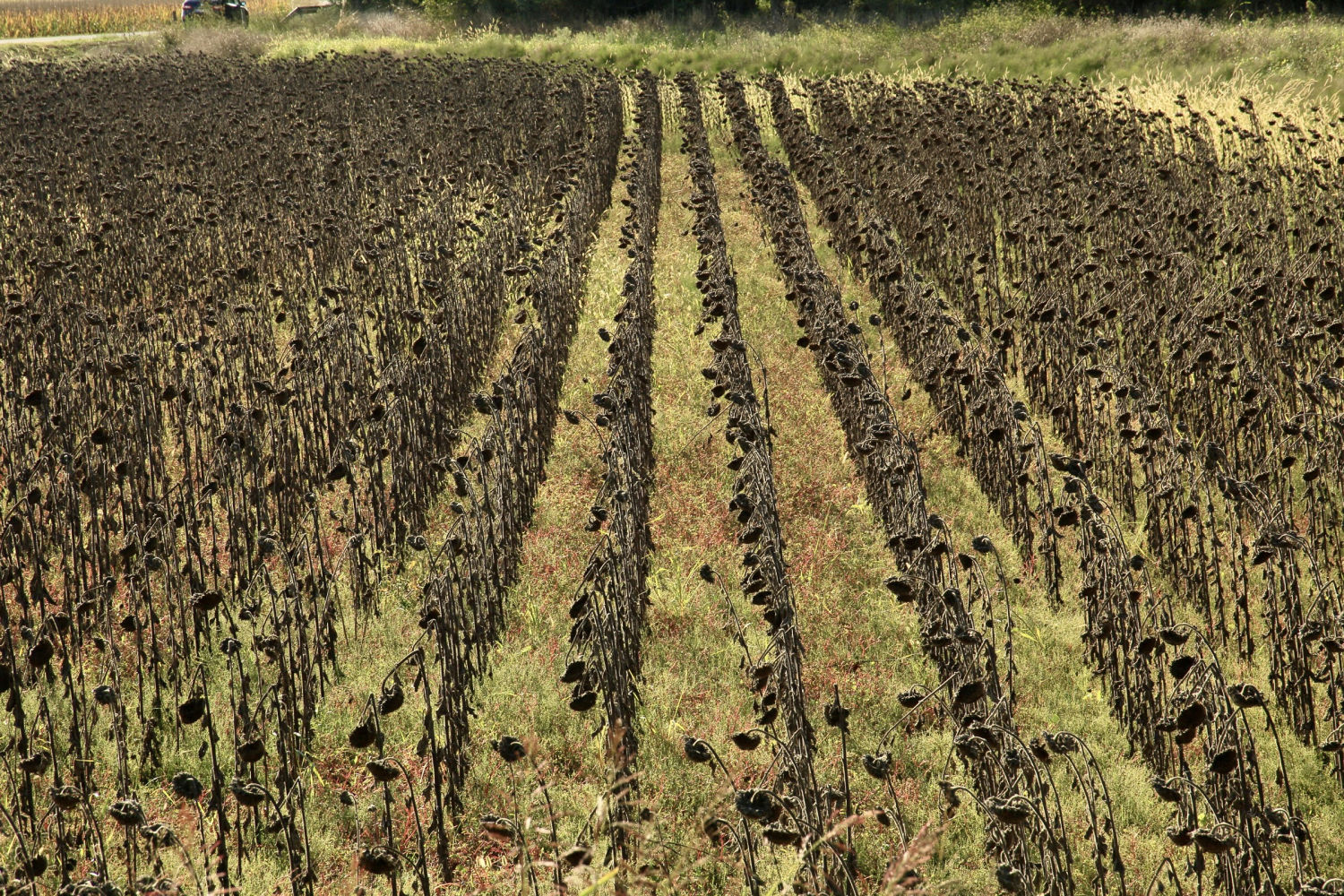Alineación de girasoles moribundos.