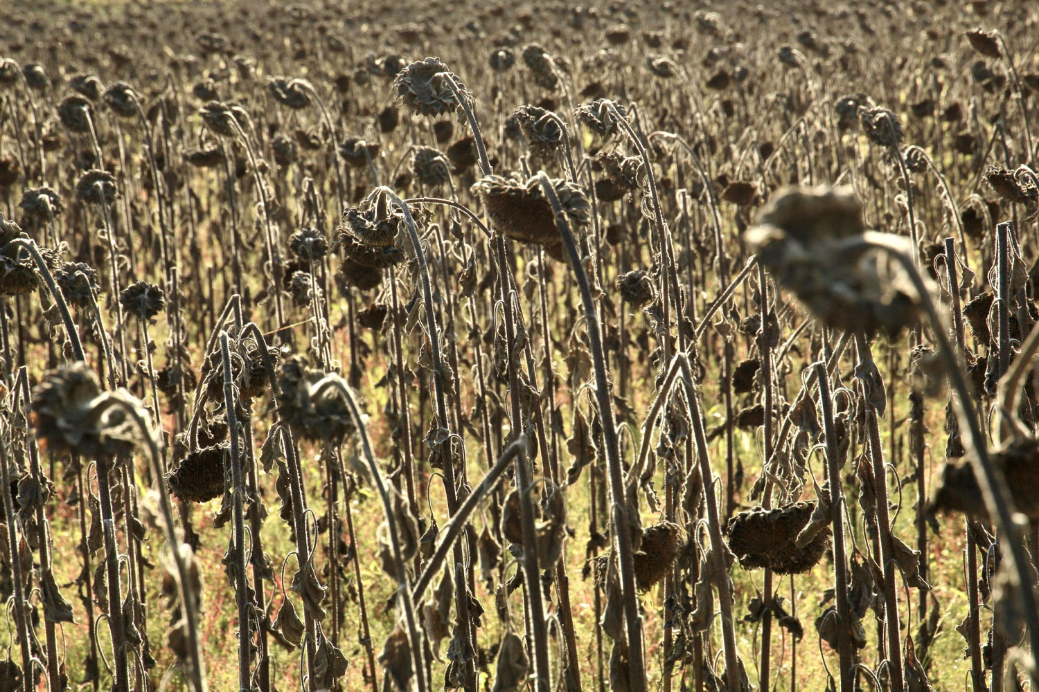 El efecto 'Walking Dead' de los girasoles.