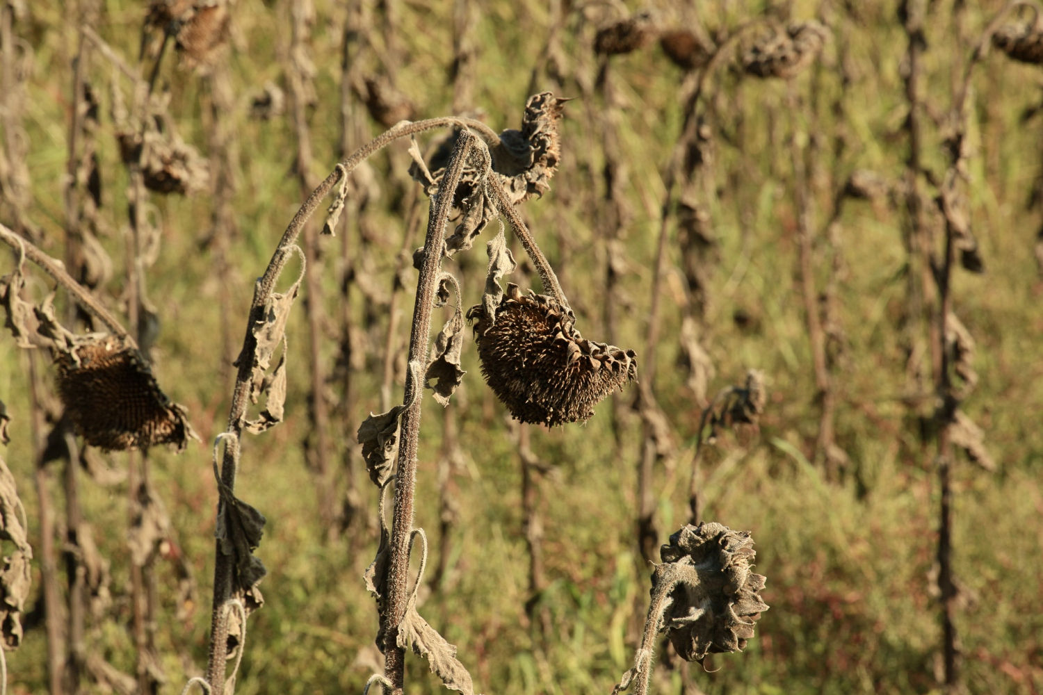 Campo de girasoles en otoño.