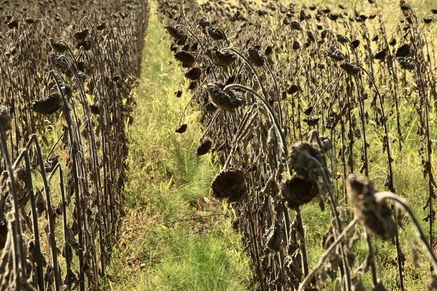 Girasoles en Fontanilles ya secos.