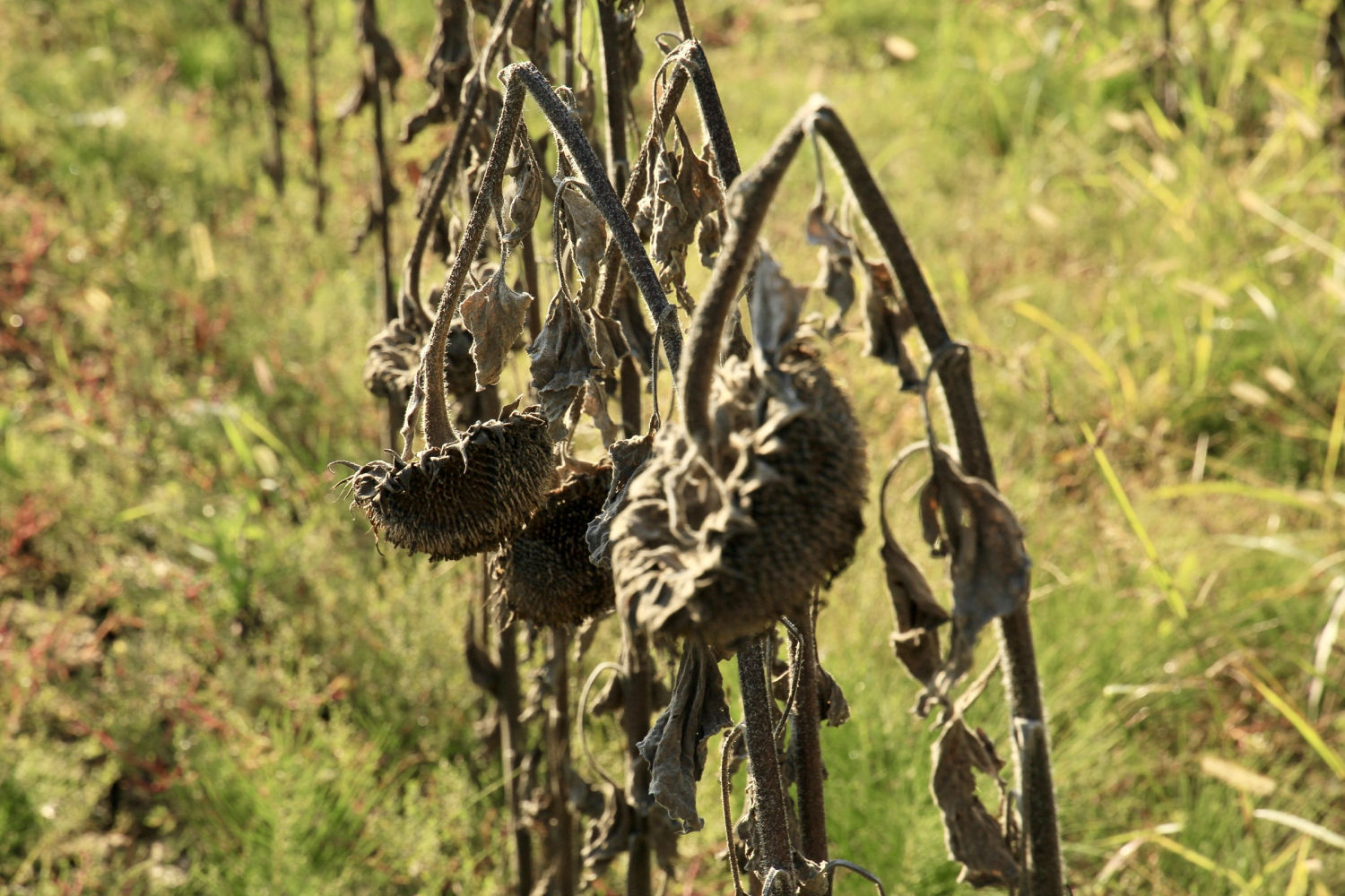 Detalle de los girasoles moribundos.