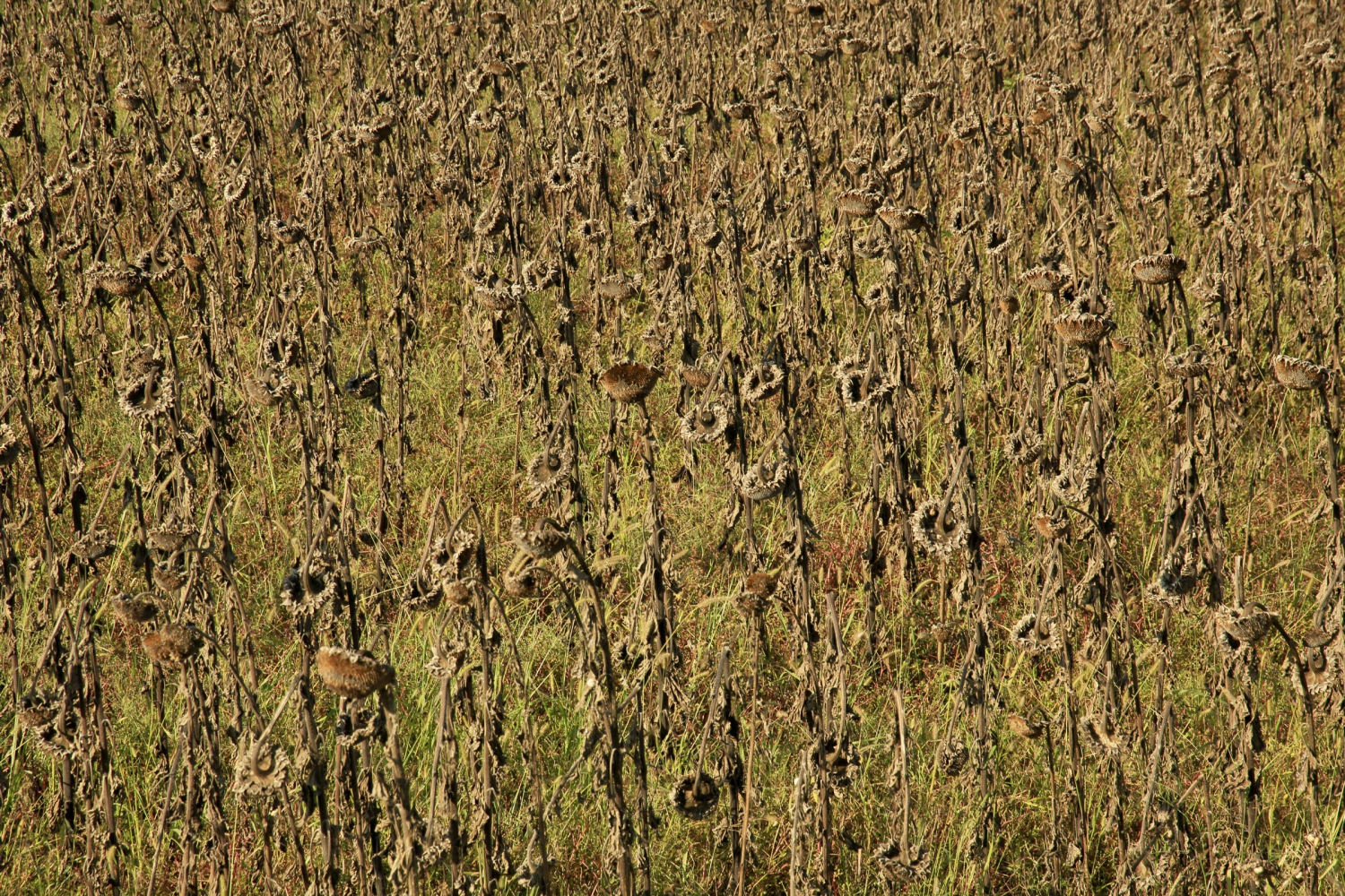Campo de girasoles secos en Fontanilles.