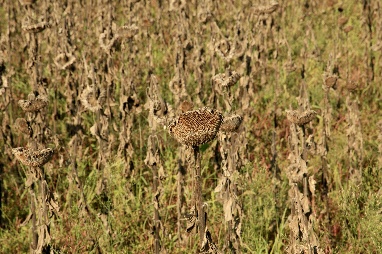 Girasoles otoñales.