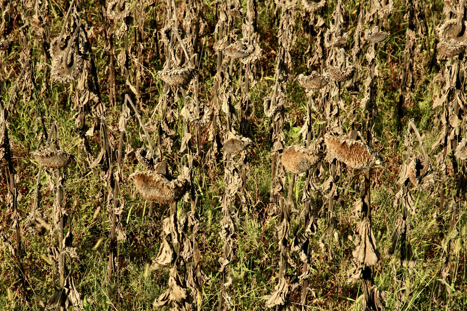 El finde los girasoles.