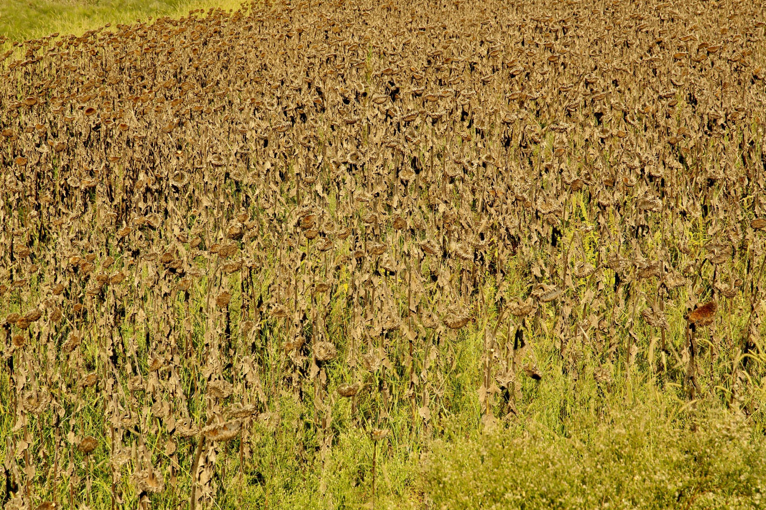 Campo de girasoles moribundos en el Baix Empordà.