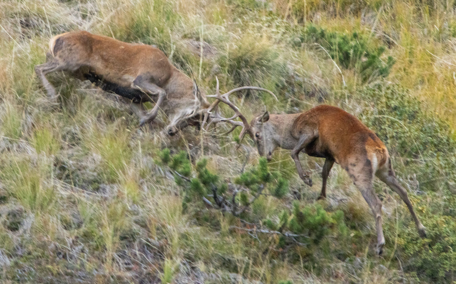 Duelo de machos en plena berrea en el Pirineo.
