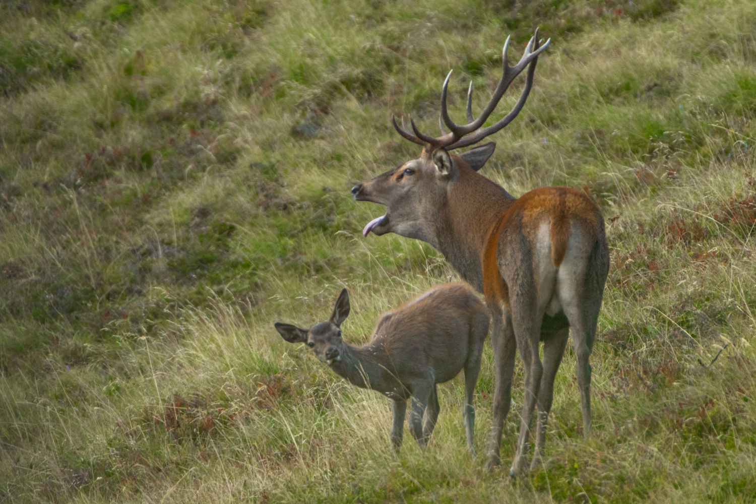 Macho de gran tamaño y cornamenta.