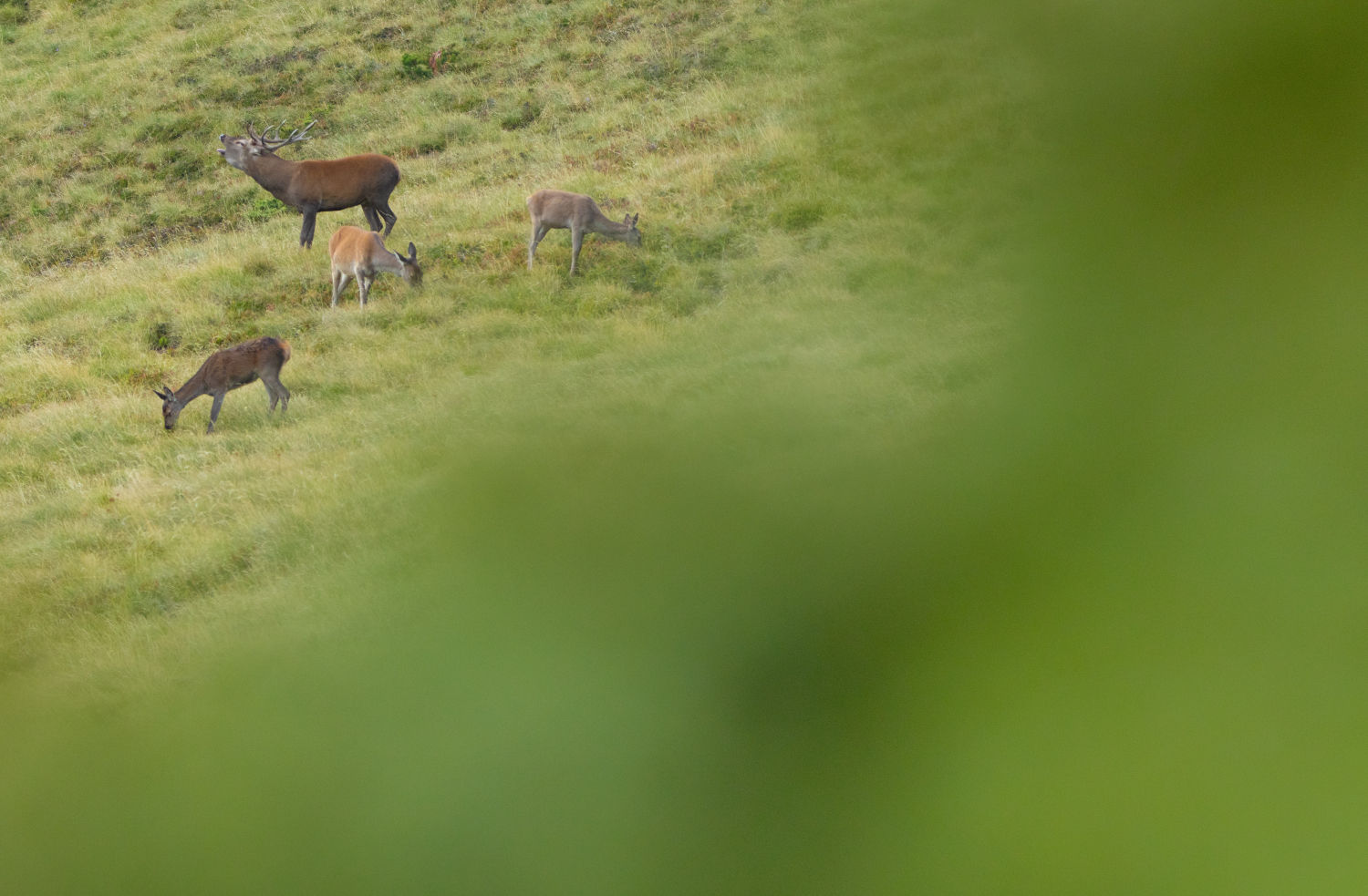 Macho con hembras en un prado del Pirineo.