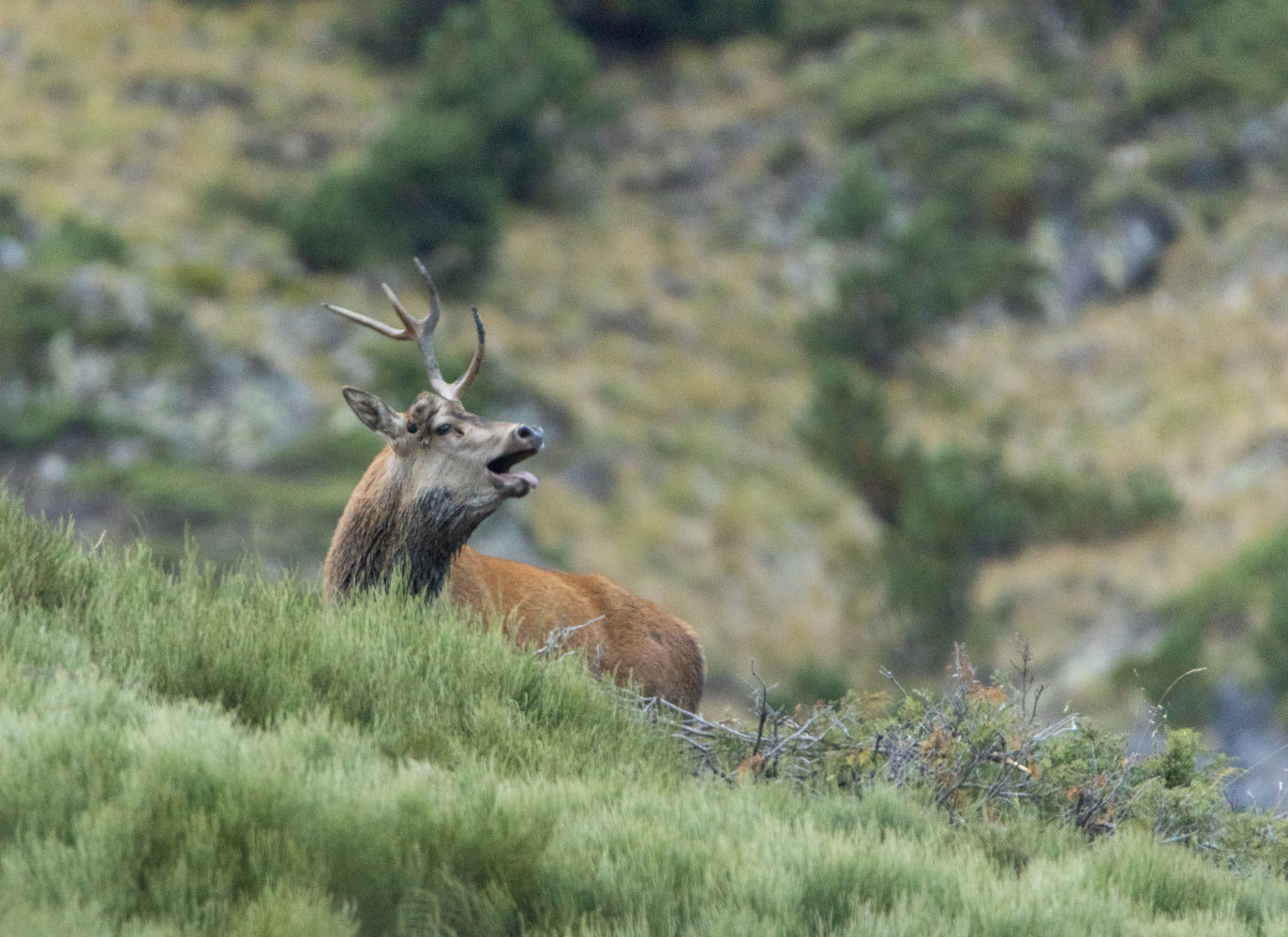 La berrea en el Pirineo.