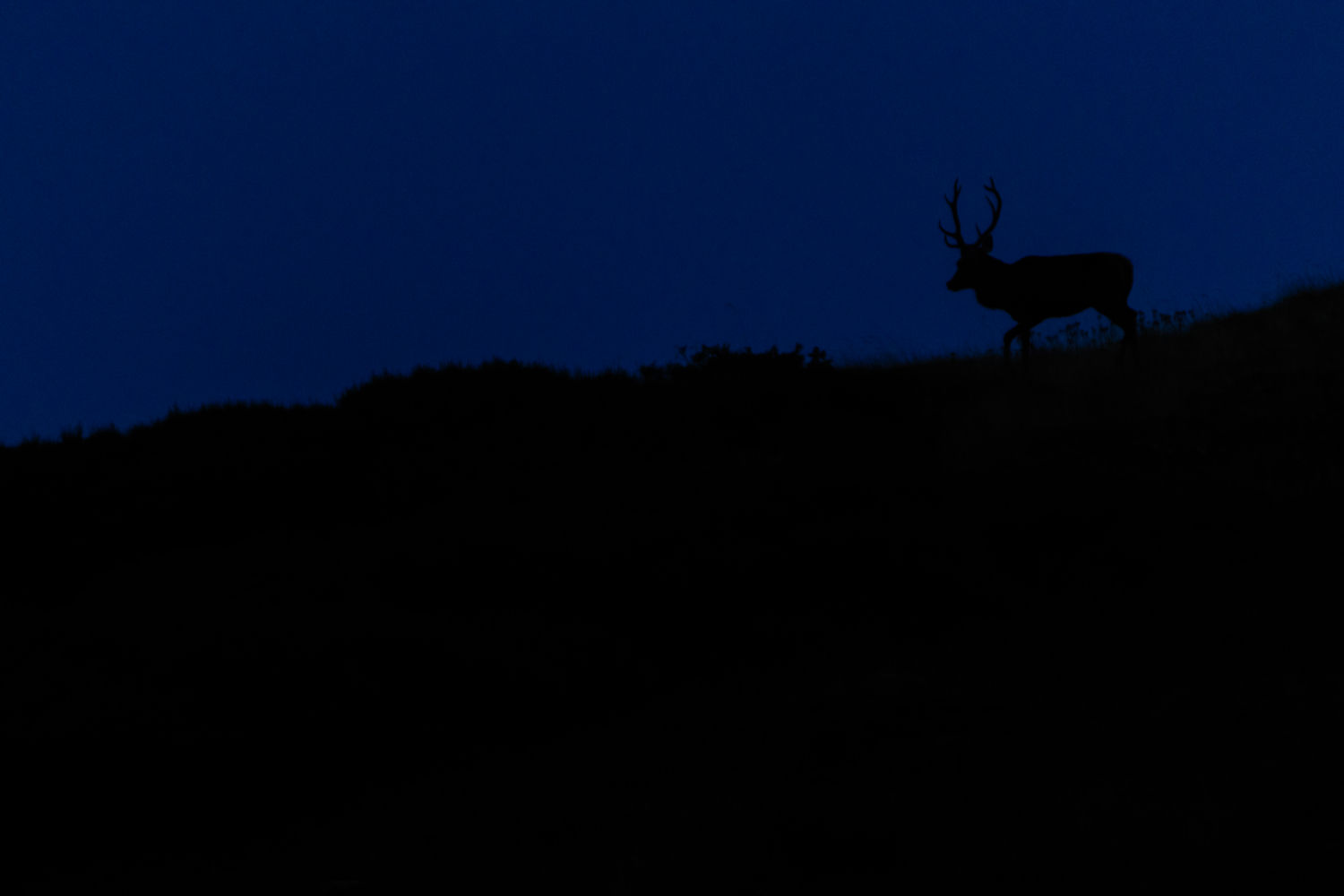 Ciervo entre la oscuridad.