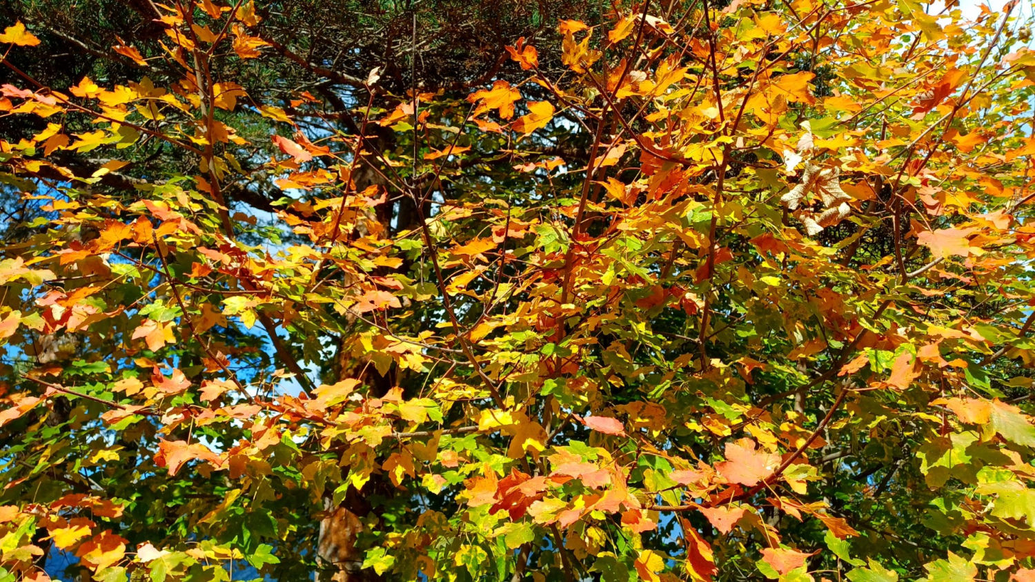 Colores del otoño en la Fageda del Gresolet.