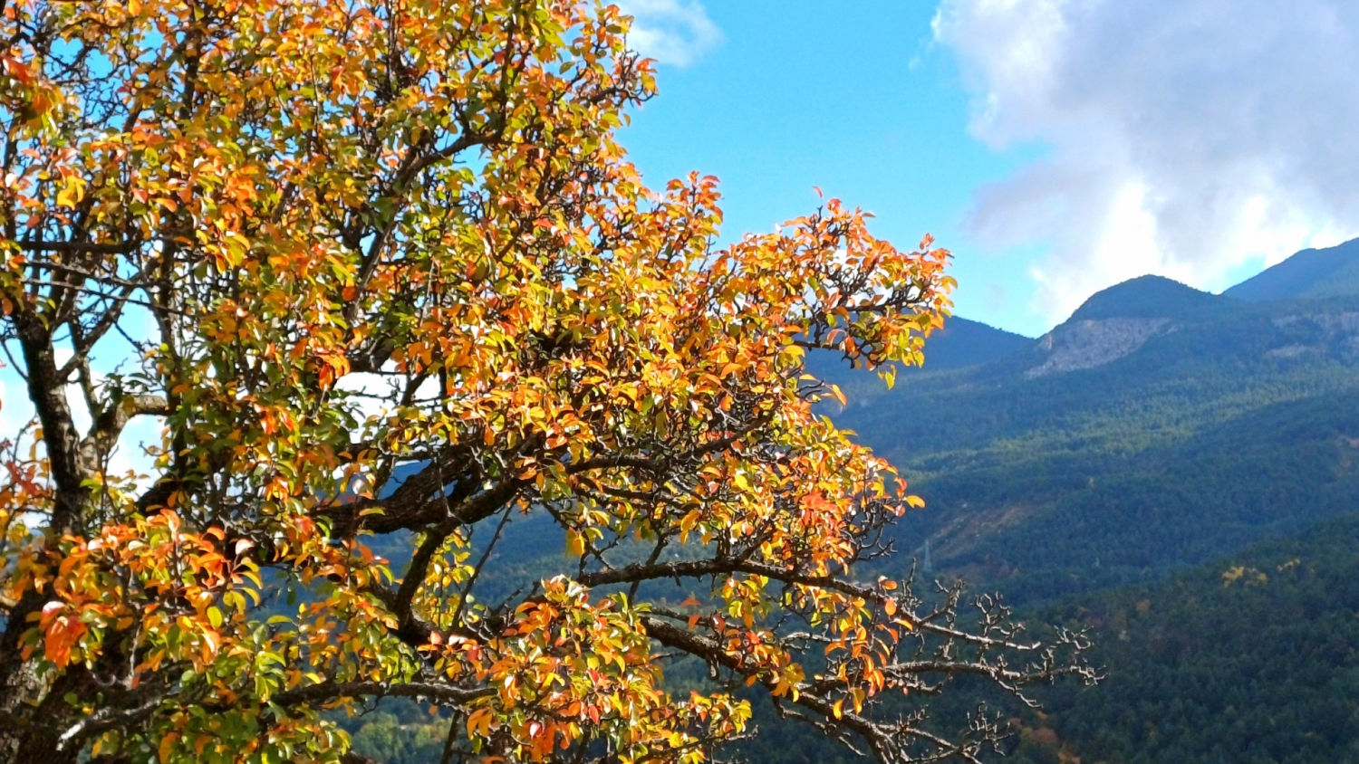 Vistas de las montañas del Berguedà desde la Fageda del Gresolet.