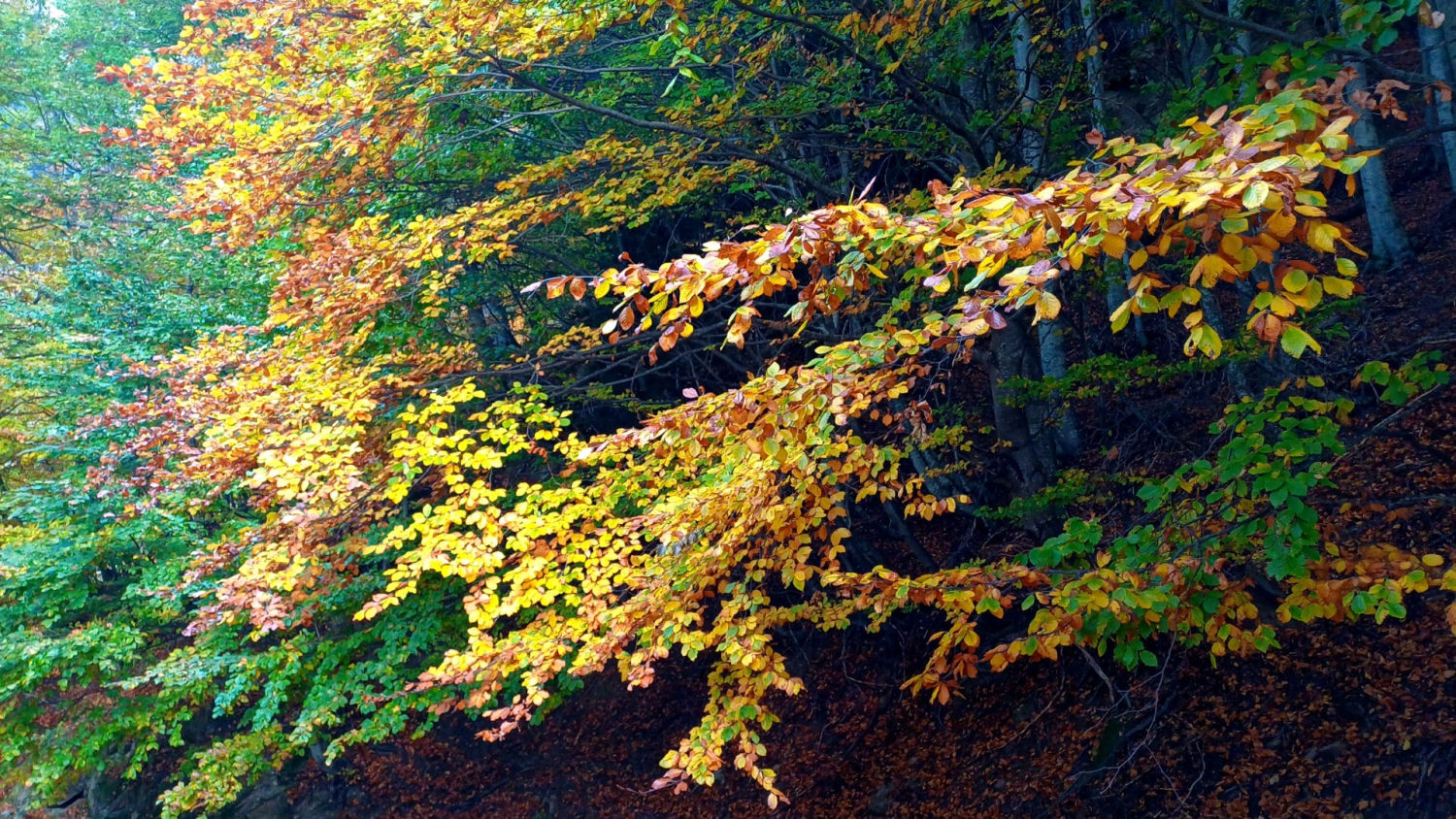 Otoño multicolor en la Fageda del Gresolet.