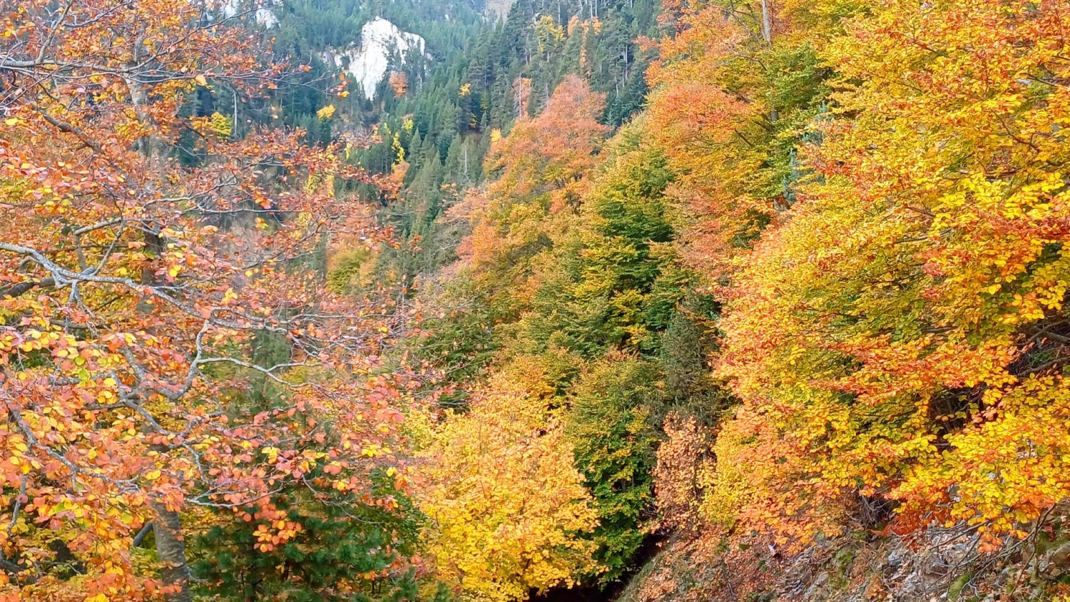 Otoño estalla en la Fageda del Gresolet.