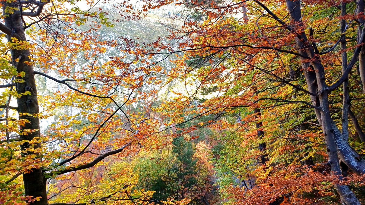 El bosque otoñal de la Fageda del Gresolet.