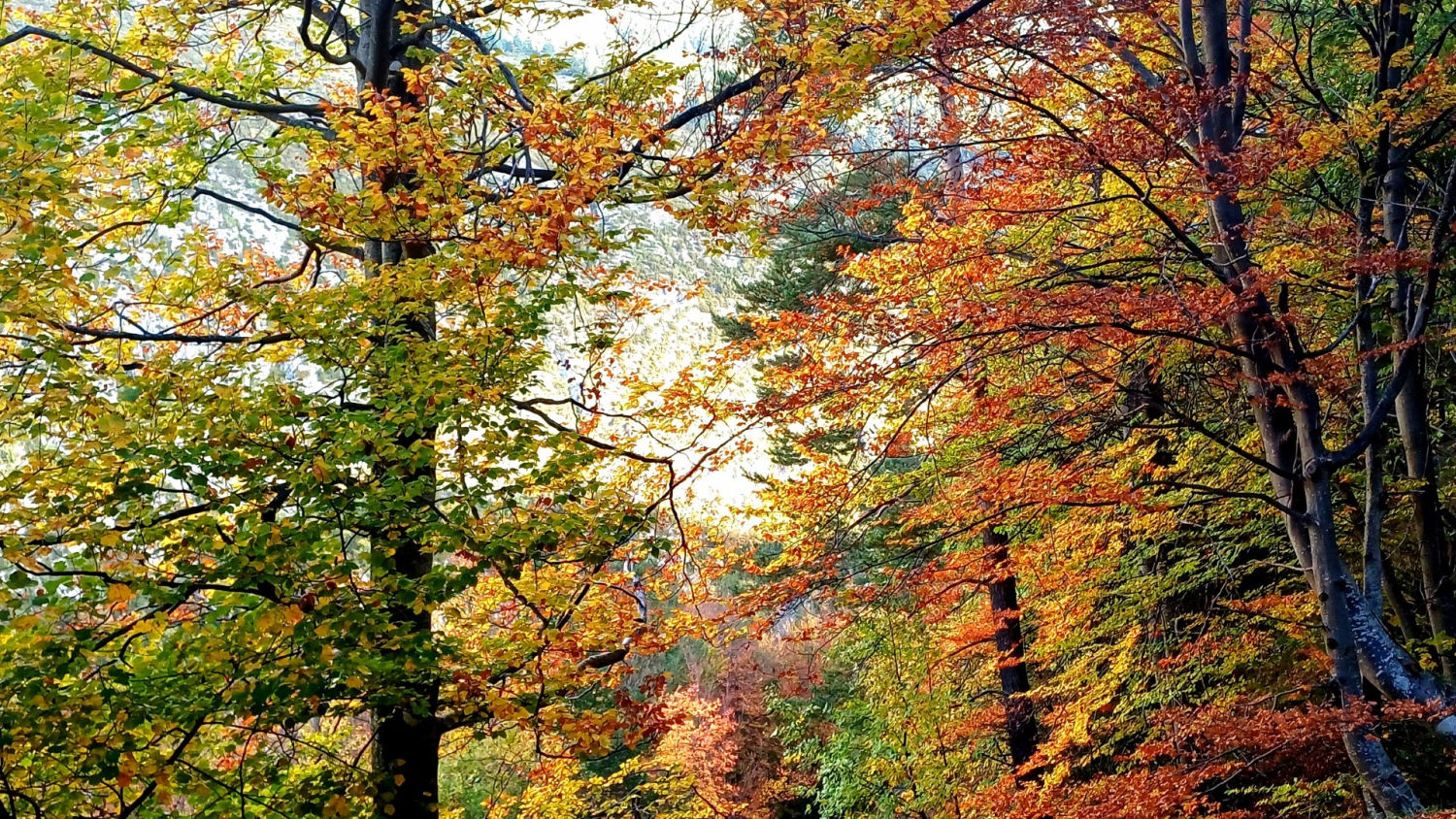 Fageda del Gresolet.
