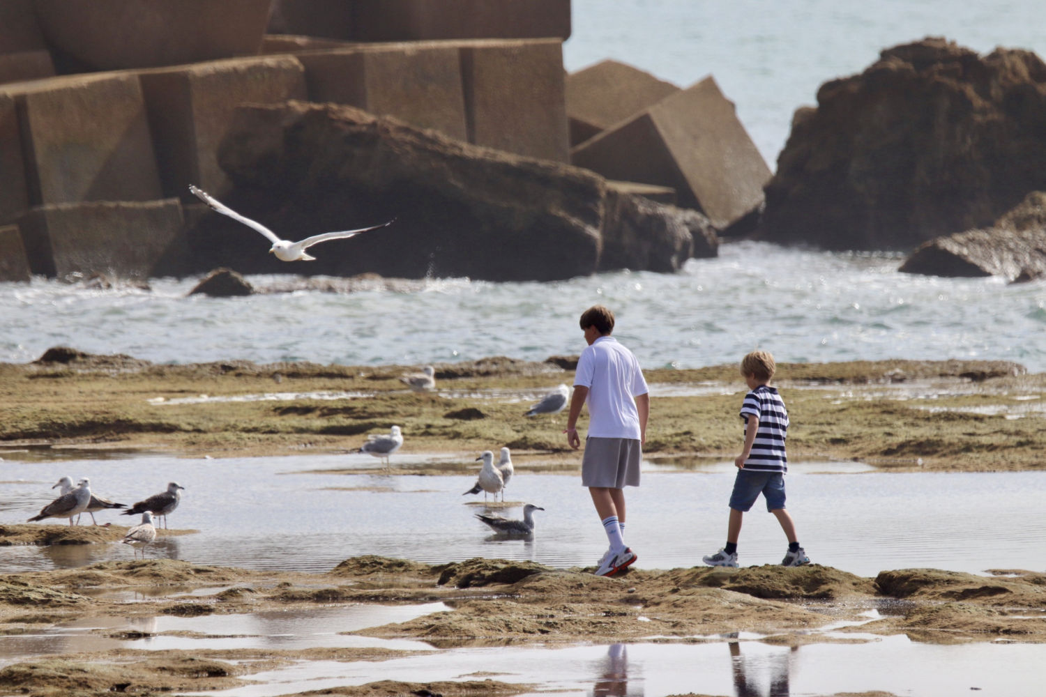 Paseo entre gaviotas.
