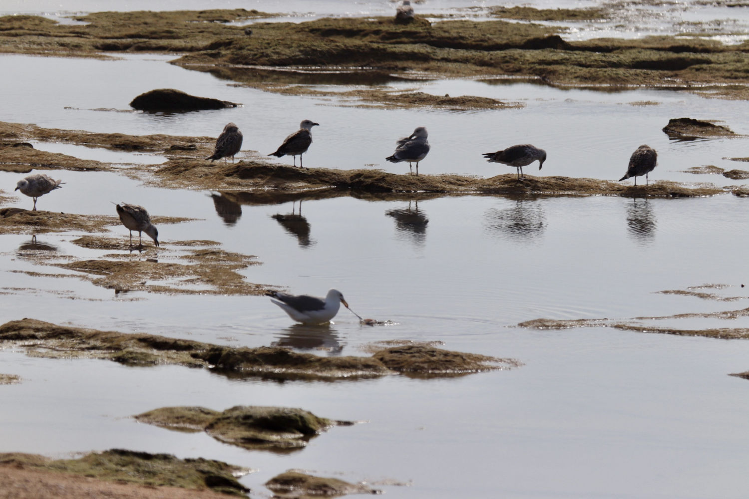 Aves acuáticas en la bajamar de Cádiz.