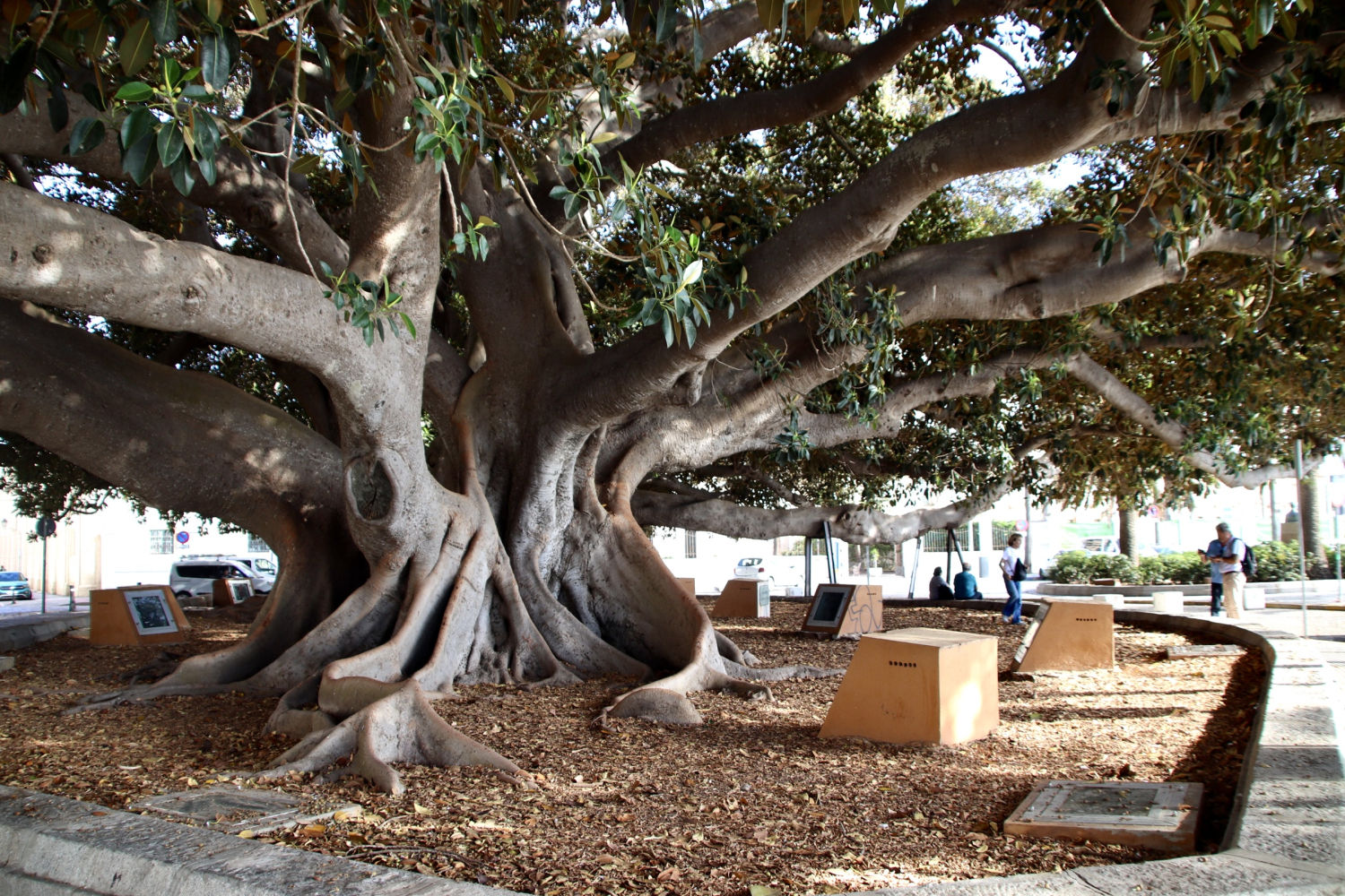 Perspectiva del gran porte del Árbol del Mora.