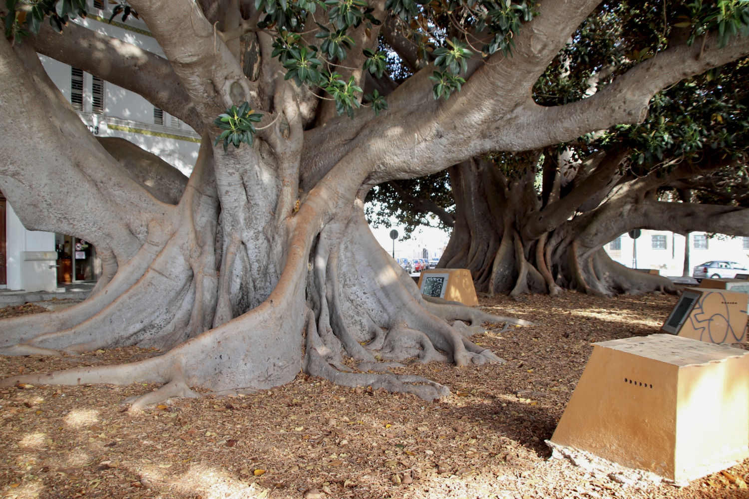 Las grandes ramas y troncos del Árbol del Mora.