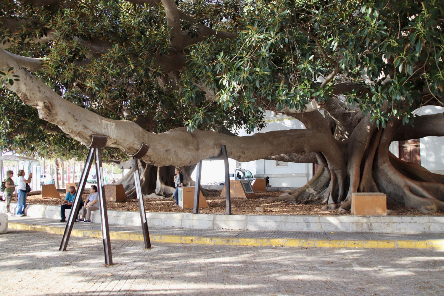 Parte del ficus del Árbol del Mora apuntalada.