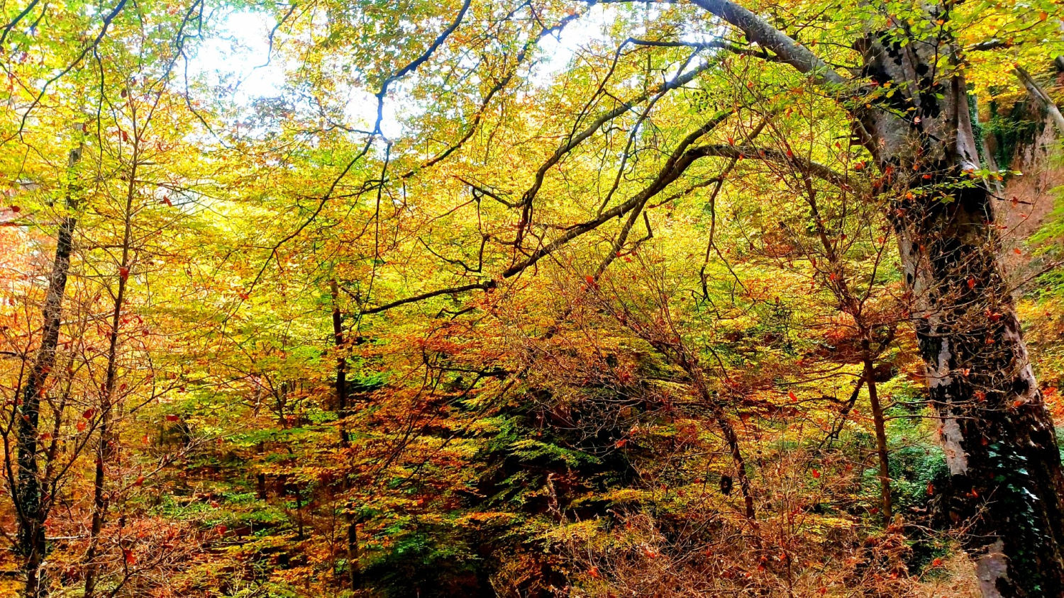Colores de Otoño en La Fageda de Malanyeu