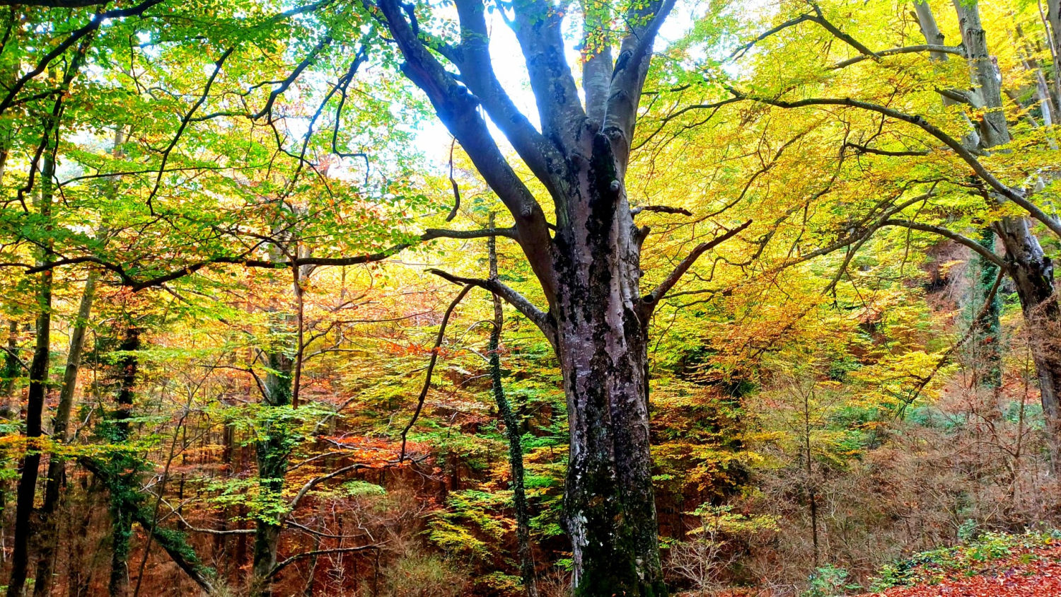 La Fageda de Malanyeu