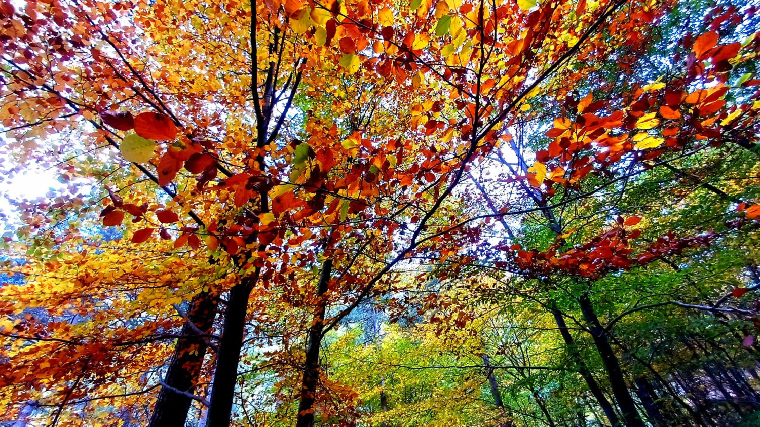 La Fageda de Malanyeu