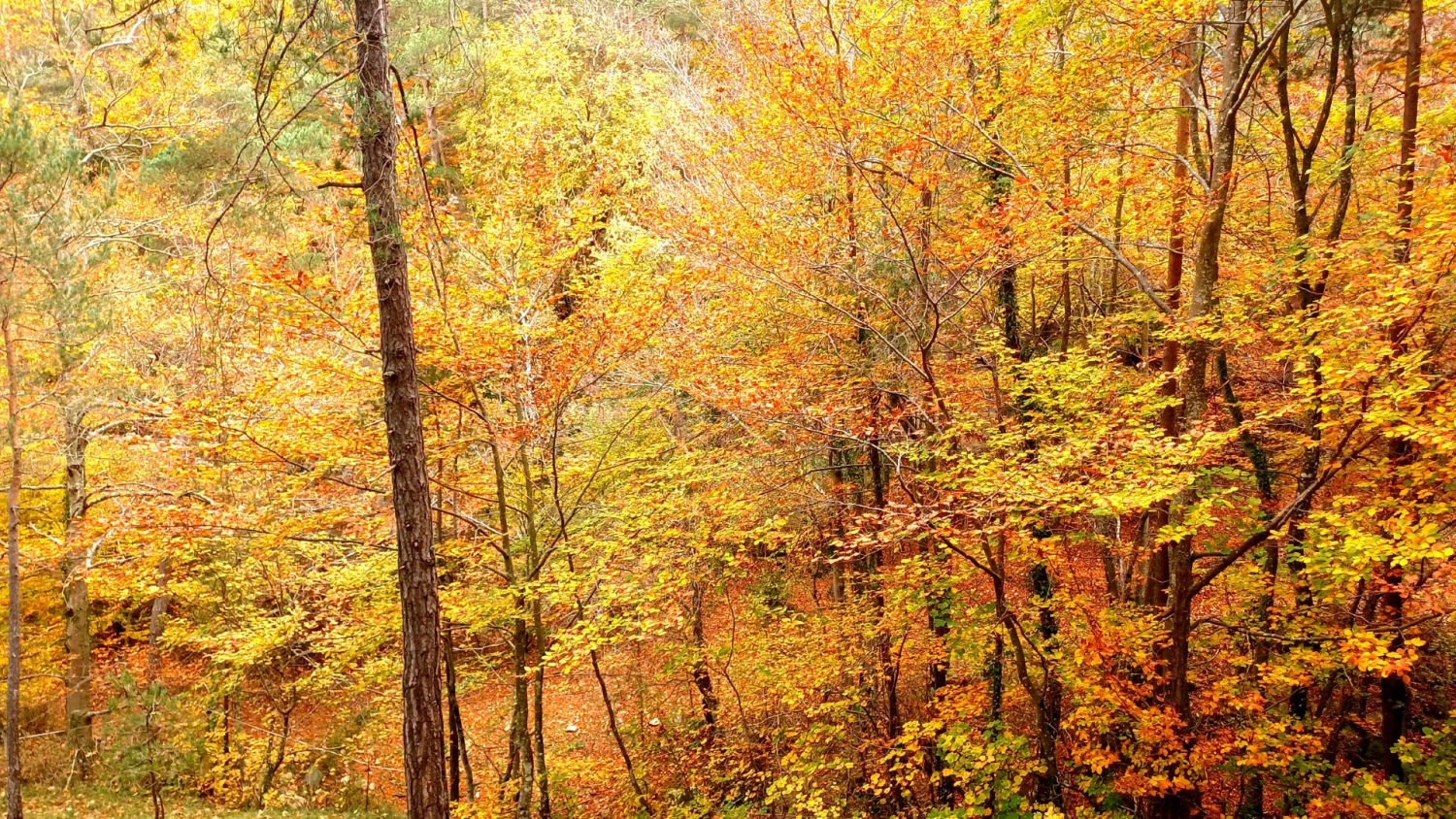 La Fageda de Malanyeu