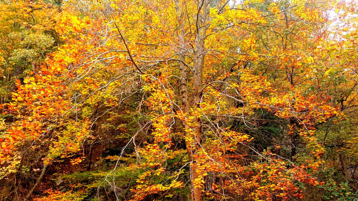 La Fageda de Malanyeu