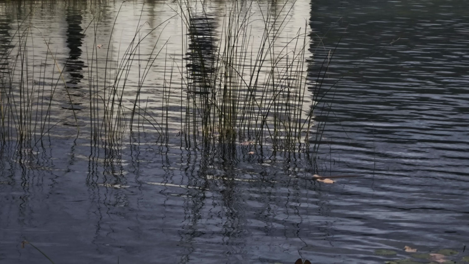 Reflejos otoñales en el agua del estanque de Banyoles.
