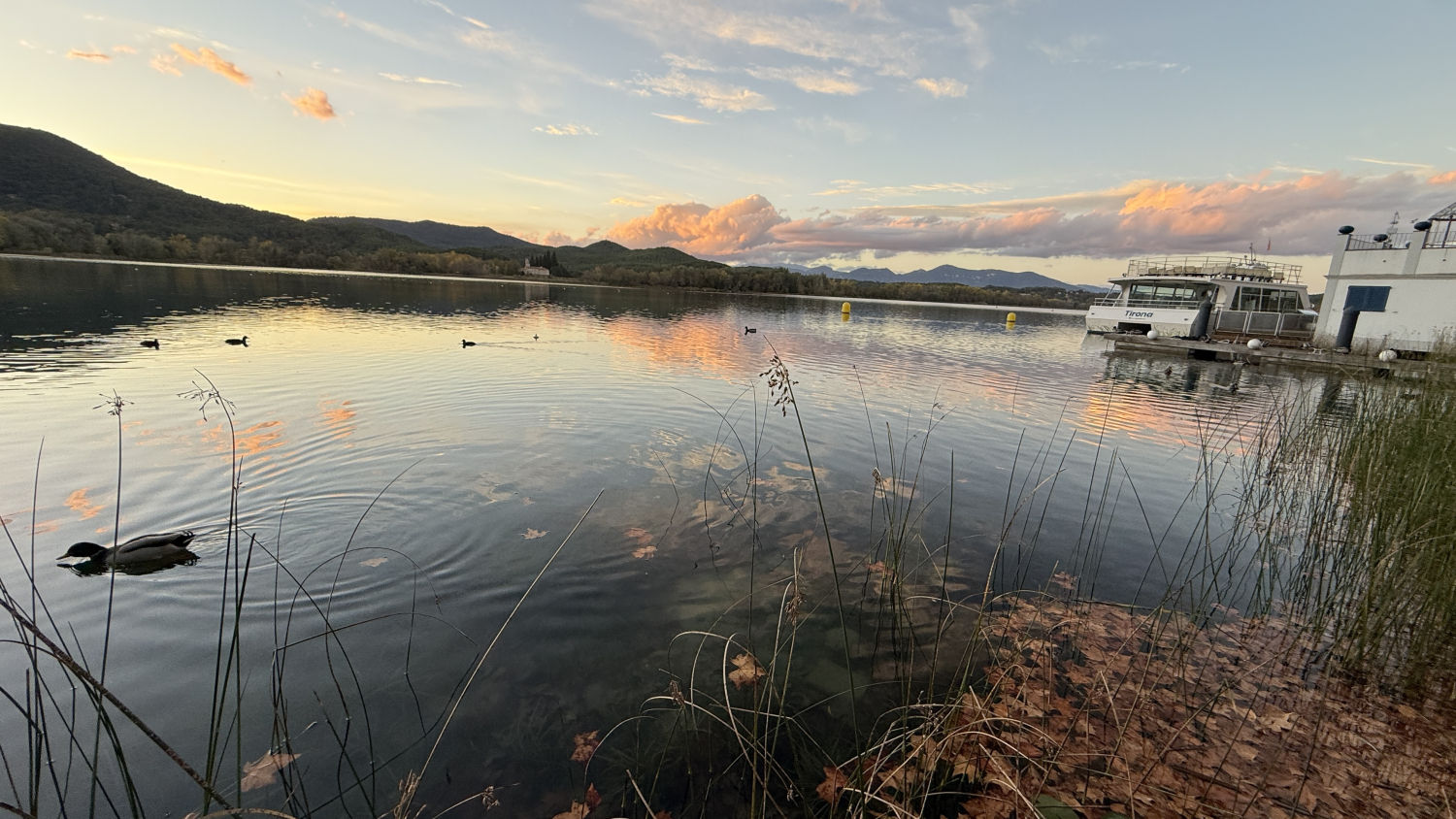 Pato dándose un baño en el estanque de Banyoles.