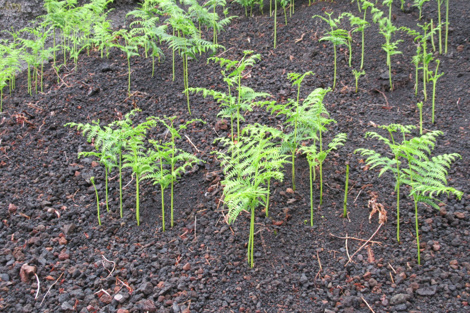 Hierba creciendo sobre la greda volcánica