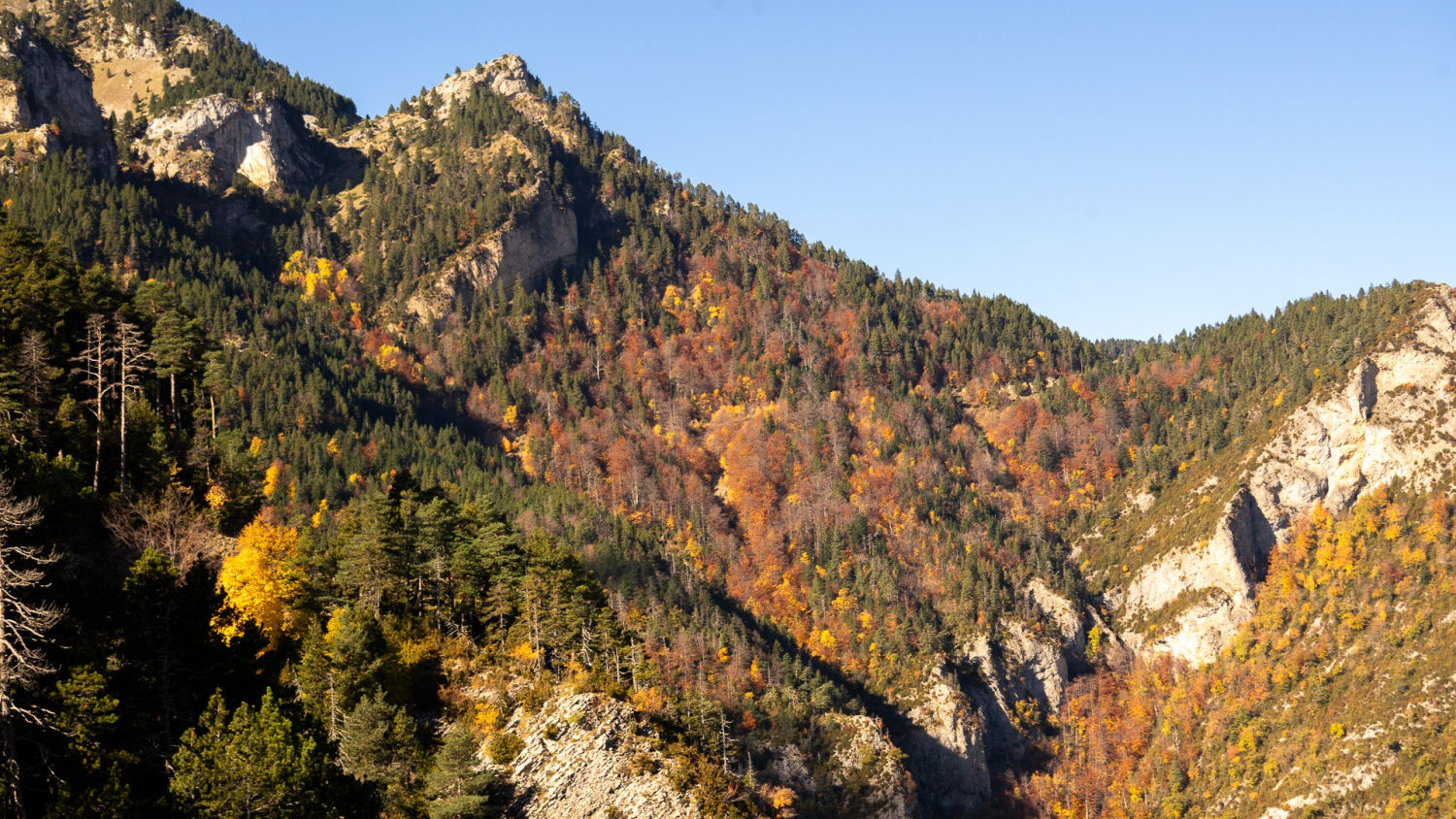 Otoño en la montaña del Berguedà.