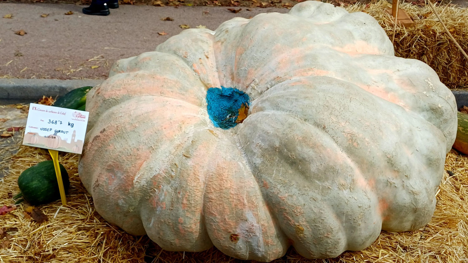 Calabaza gigante expuesta en la Fira de la Carbassa de Calaf.
