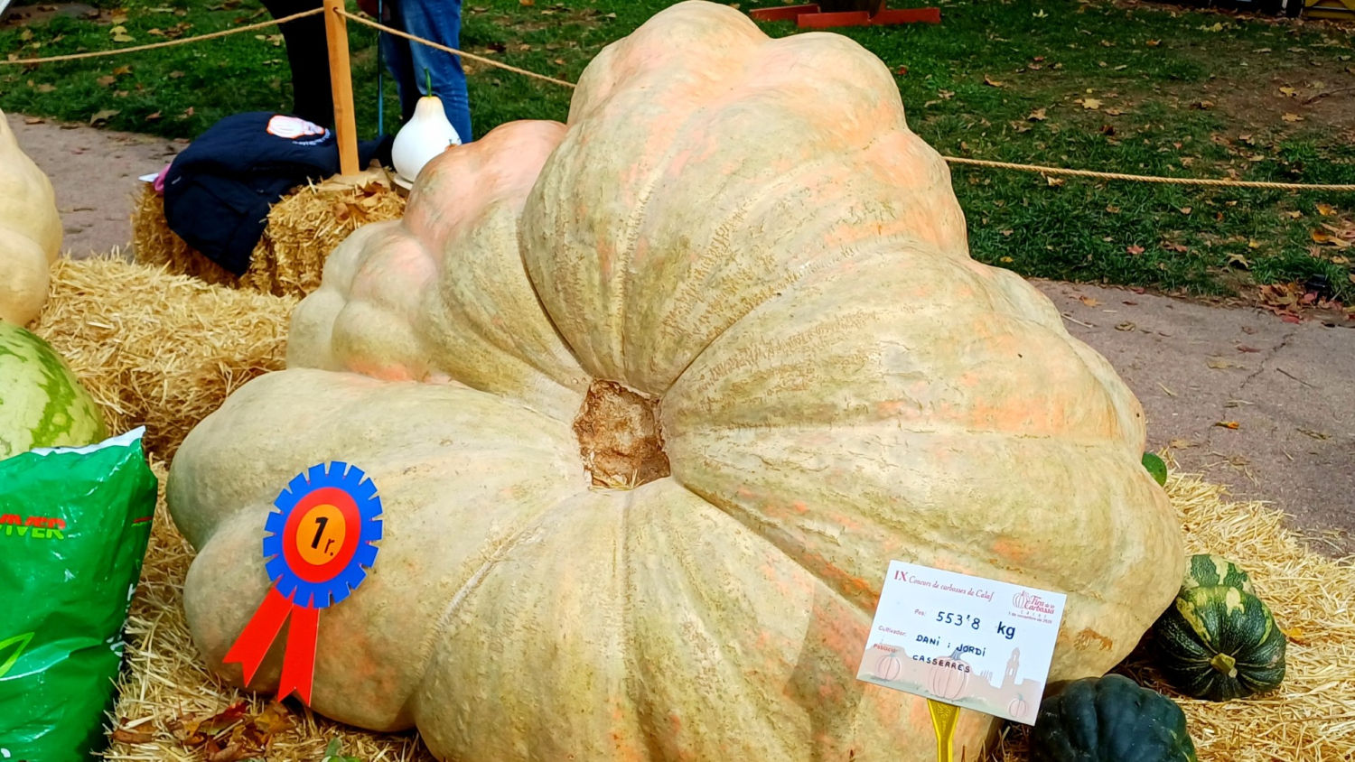 Calabaza de más de 500 kg vencedora del concurso de la Fira de la Carbassa de Calaf.